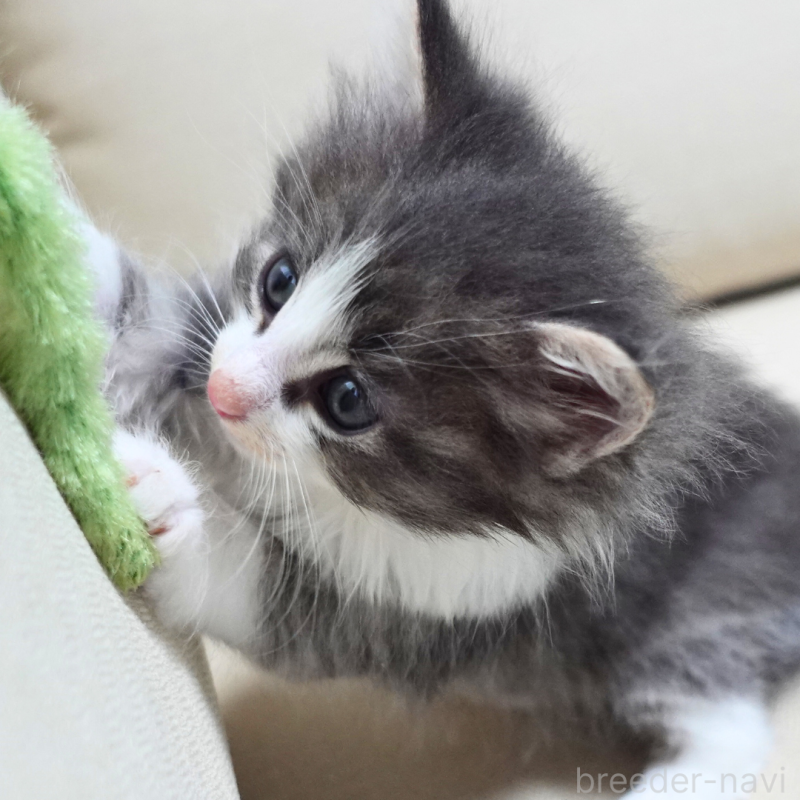 販売中の神奈川県のノルウェージャンフォレストキャット-131992の14枚目