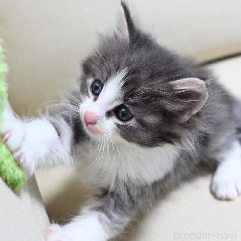 販売中の神奈川県のノルウェージャンフォレストキャット-131992の13枚目