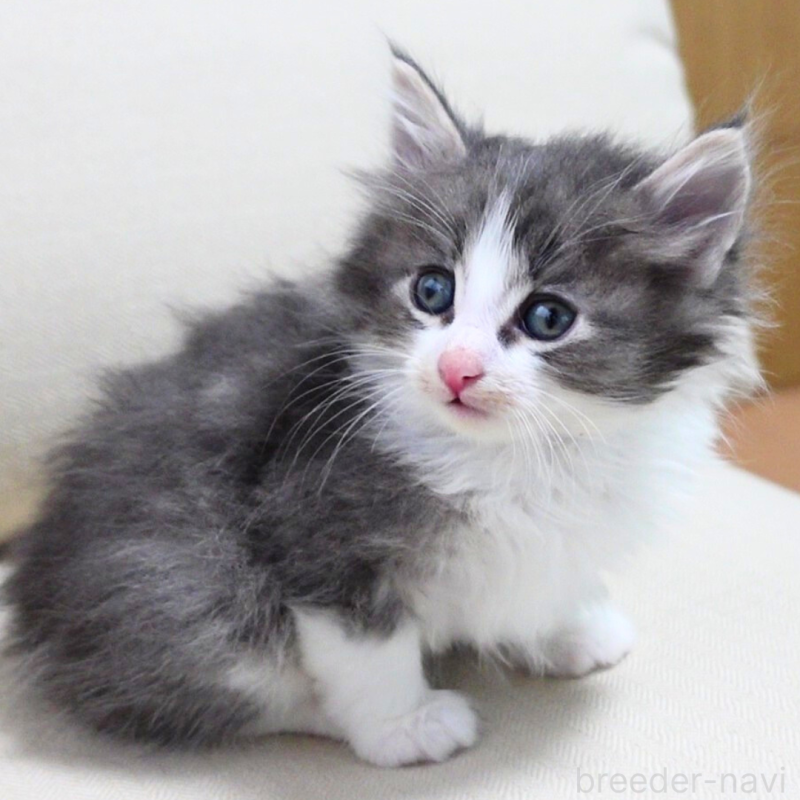 販売中の神奈川県のノルウェージャンフォレストキャット-131992の12枚目