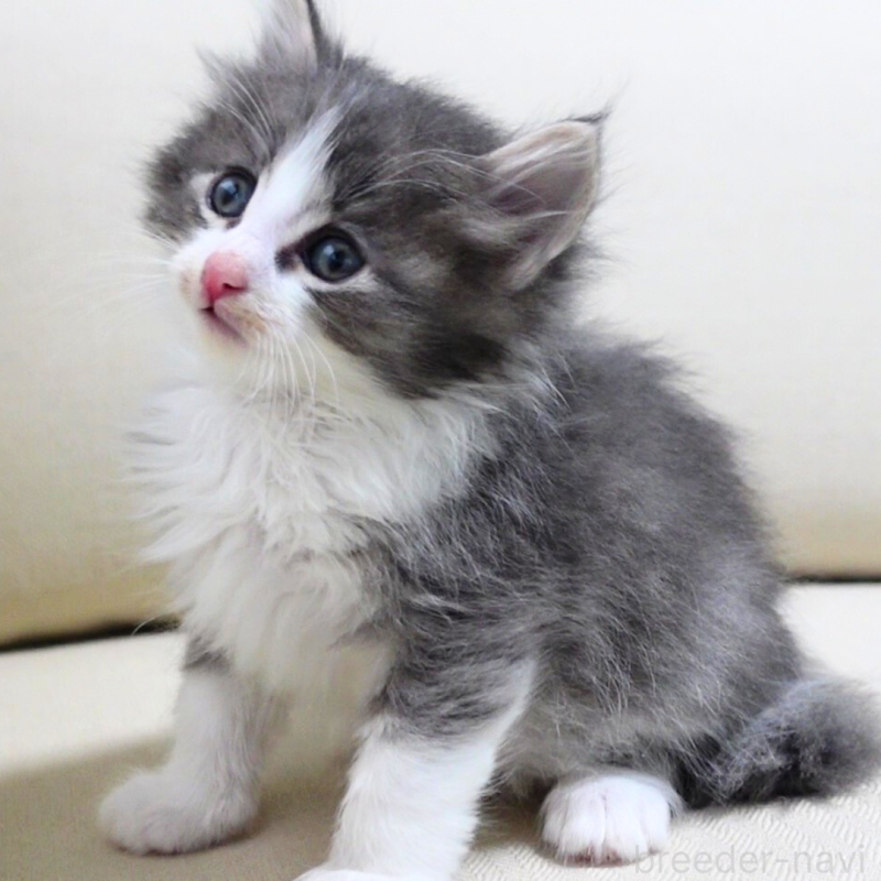 販売中の神奈川県のノルウェージャンフォレストキャット-131992の11枚目