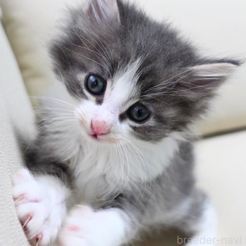 販売中の神奈川県のノルウェージャンフォレストキャット-131992