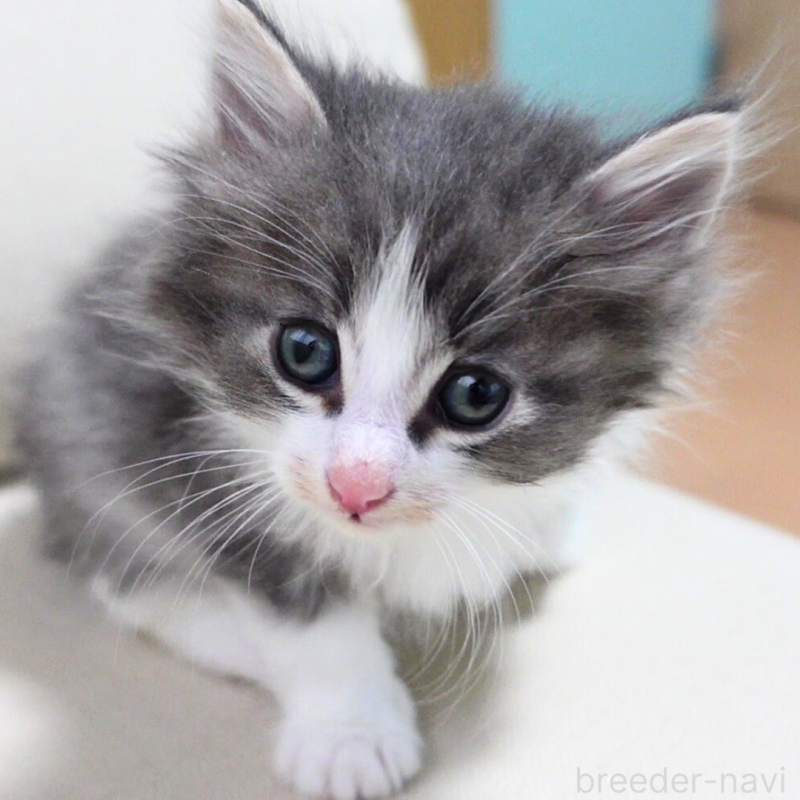 販売中の神奈川県のノルウェージャンフォレストキャット-131992の9枚目