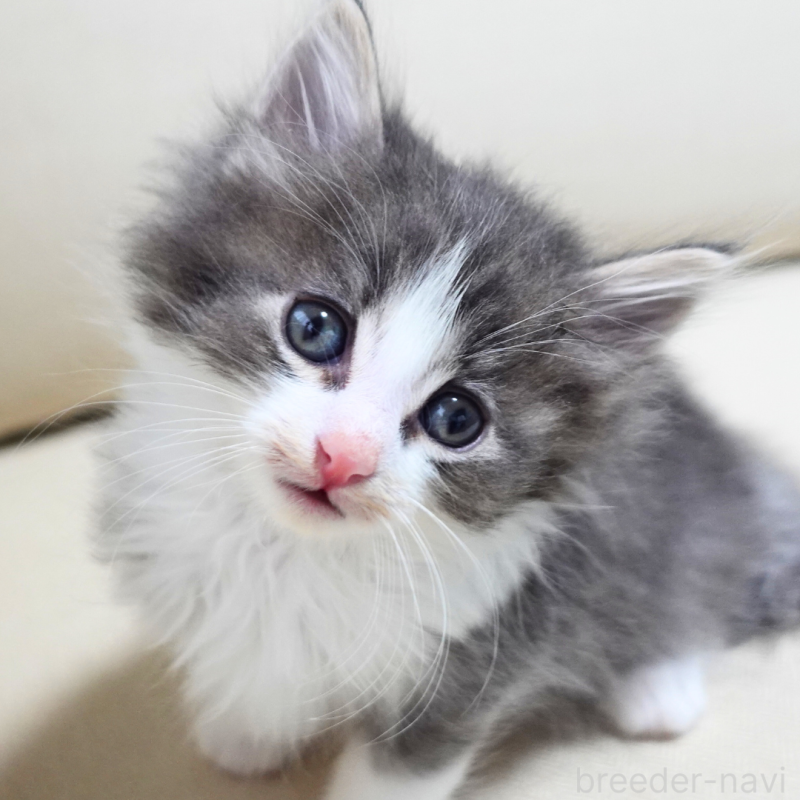 販売中の神奈川県のノルウェージャンフォレストキャット-131992の8枚目