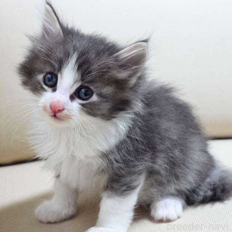 販売中の神奈川県のノルウェージャンフォレストキャット-131992の7枚目