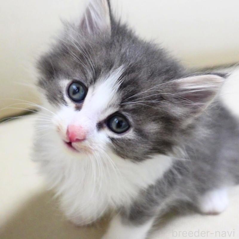 販売中の神奈川県のノルウェージャンフォレストキャット-131992の6枚目