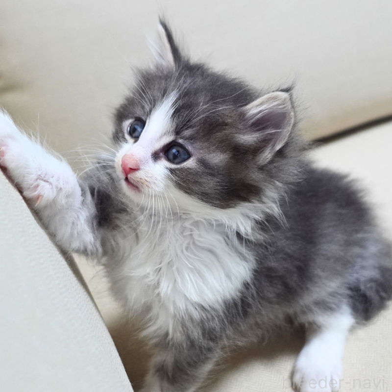 販売中の神奈川県のノルウェージャンフォレストキャット-131992の5枚目