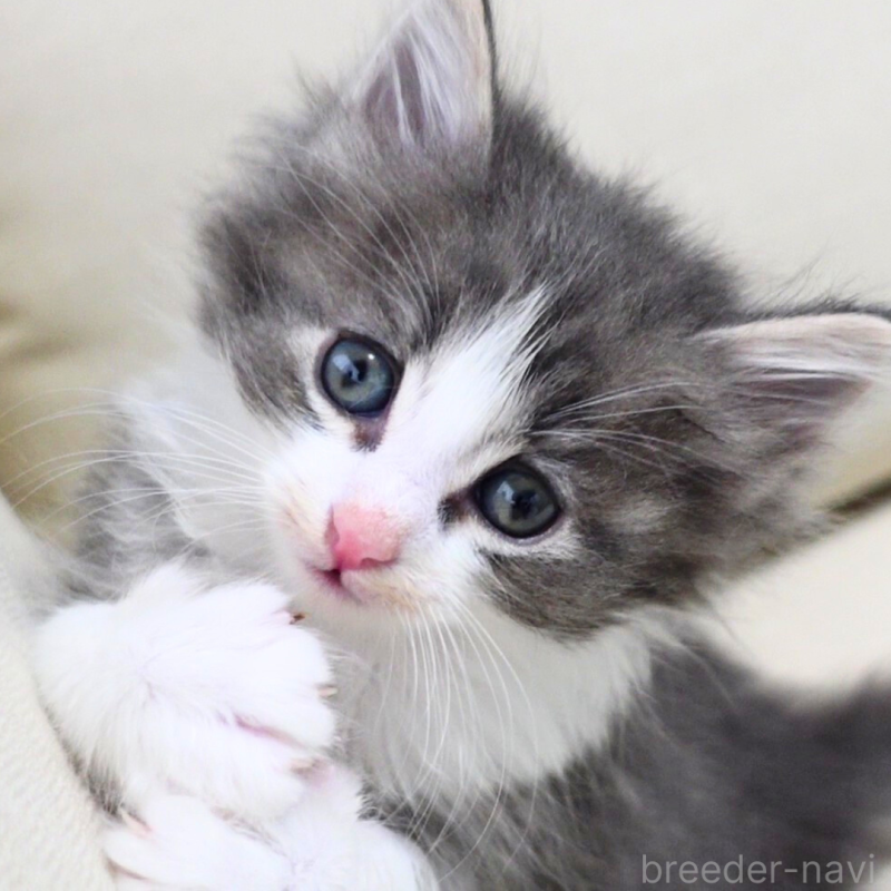 販売中の神奈川県のノルウェージャンフォレストキャット-131992の4枚目