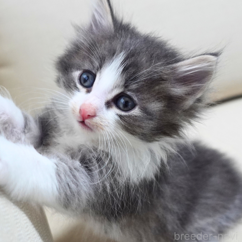 販売中の神奈川県のノルウェージャンフォレストキャット-131992の3枚目