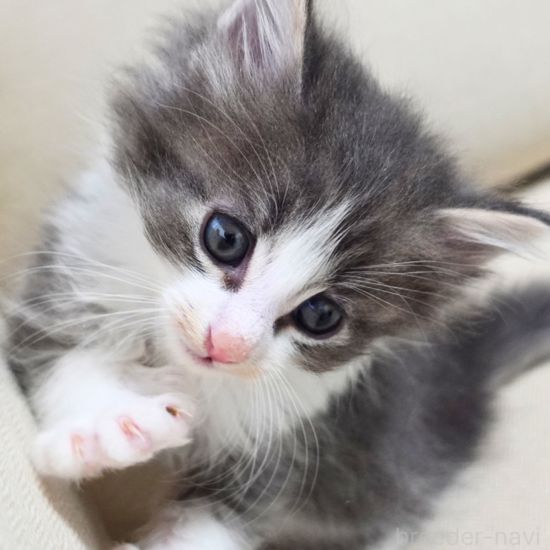 販売中の神奈川県のノルウェージャンフォレストキャット-131992の2枚目