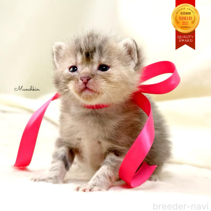 販売中の栃木県のマンチカン-131993