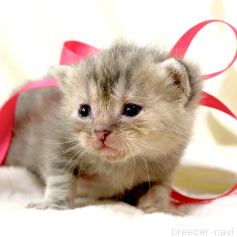 販売中の栃木県のマンチカン-131993の10枚目