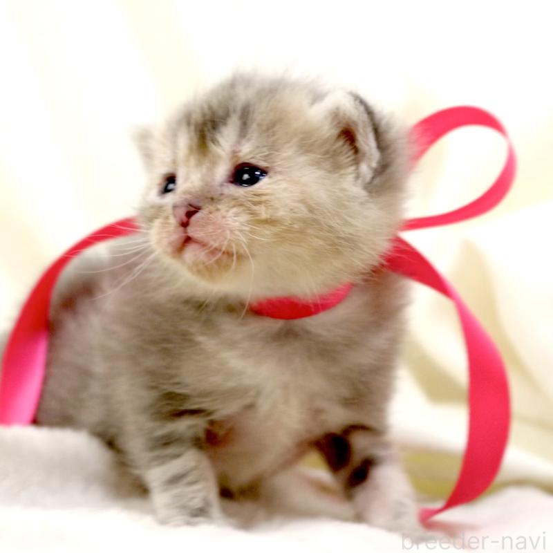 販売中の栃木県のマンチカン-131993の9枚目