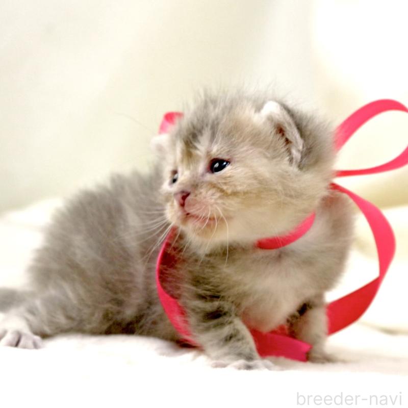 販売中の栃木県のマンチカン-131993の8枚目