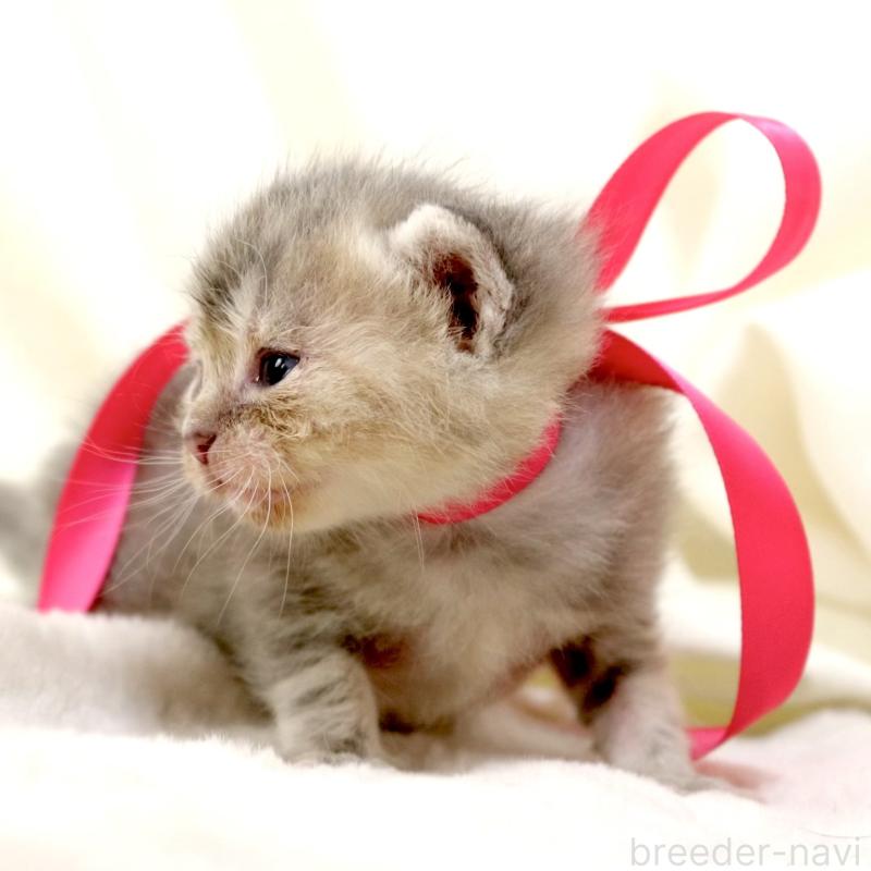 販売中の栃木県のマンチカン-131993の7枚目