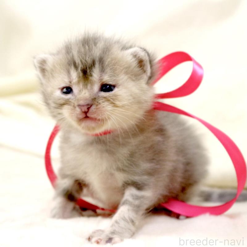 販売中の栃木県のマンチカン-131993の6枚目