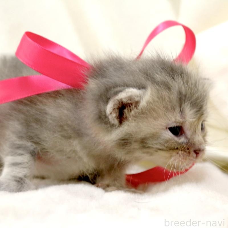 販売中の栃木県のマンチカン-131993の5枚目