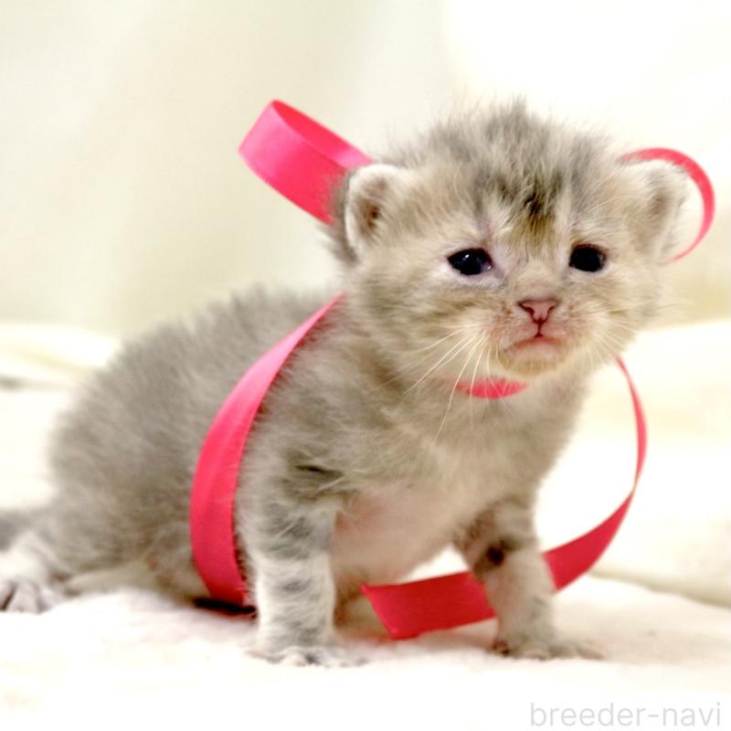 販売中の栃木県のマンチカン-131993の4枚目