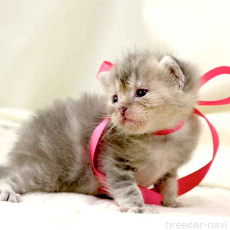 販売中の栃木県のマンチカン-131993の3枚目