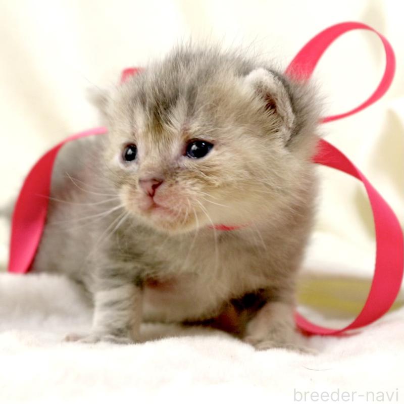 販売中の栃木県のマンチカン-131993の2枚目