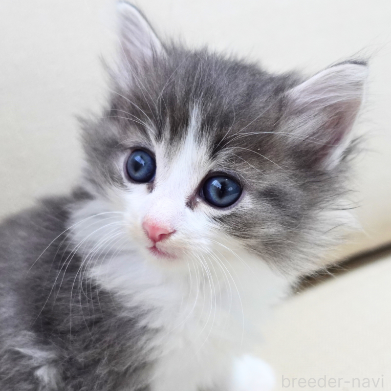 販売中の神奈川県のノルウェージャンフォレストキャット-131994の15枚目