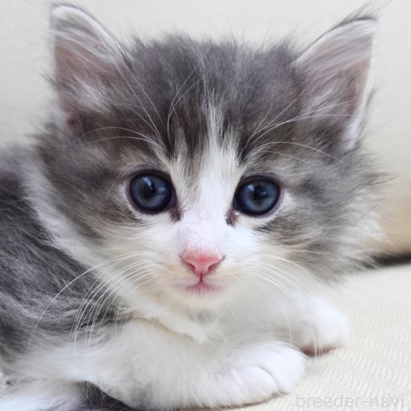 販売中の神奈川県のノルウェージャンフォレストキャット-131994の14枚目