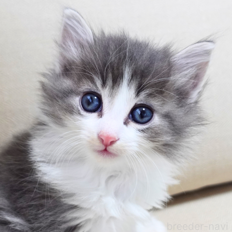 販売中の神奈川県のノルウェージャンフォレストキャット-131994の13枚目