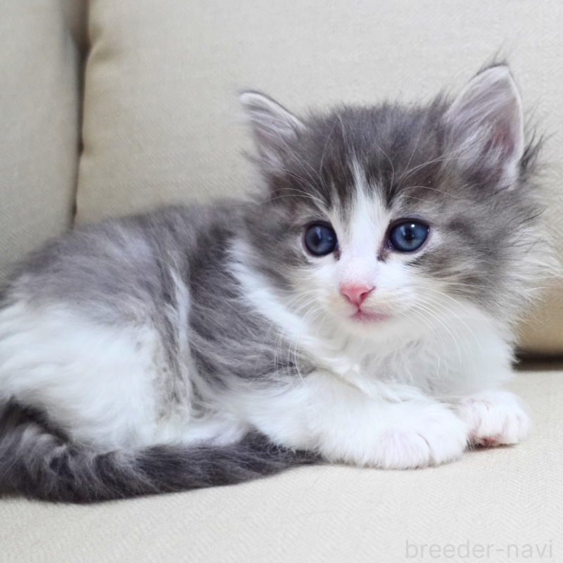 販売中の神奈川県のノルウェージャンフォレストキャット-131994の12枚目