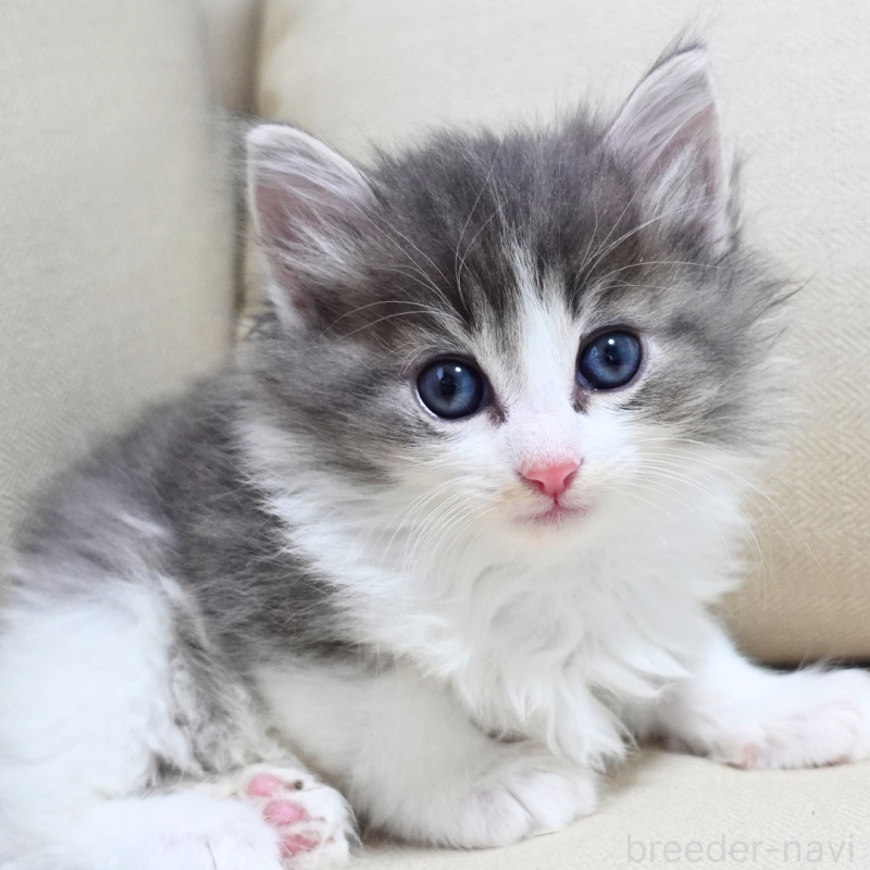 販売中の神奈川県のノルウェージャンフォレストキャット-131994の11枚目