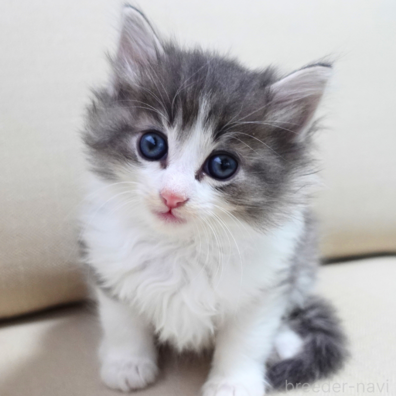 販売中の神奈川県のノルウェージャンフォレストキャット-131994の10枚目