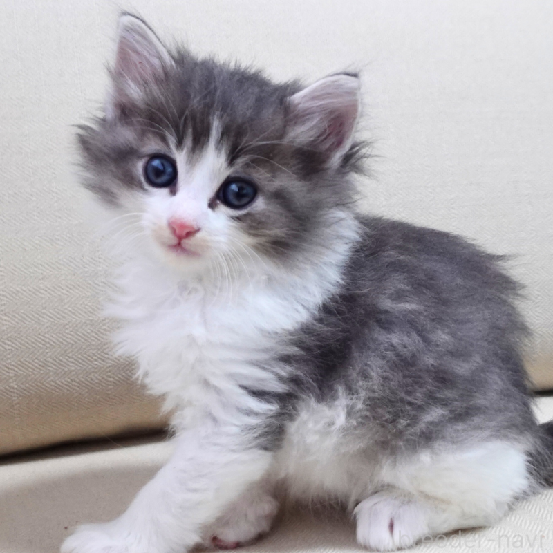 販売中の神奈川県のノルウェージャンフォレストキャット-131994の9枚目