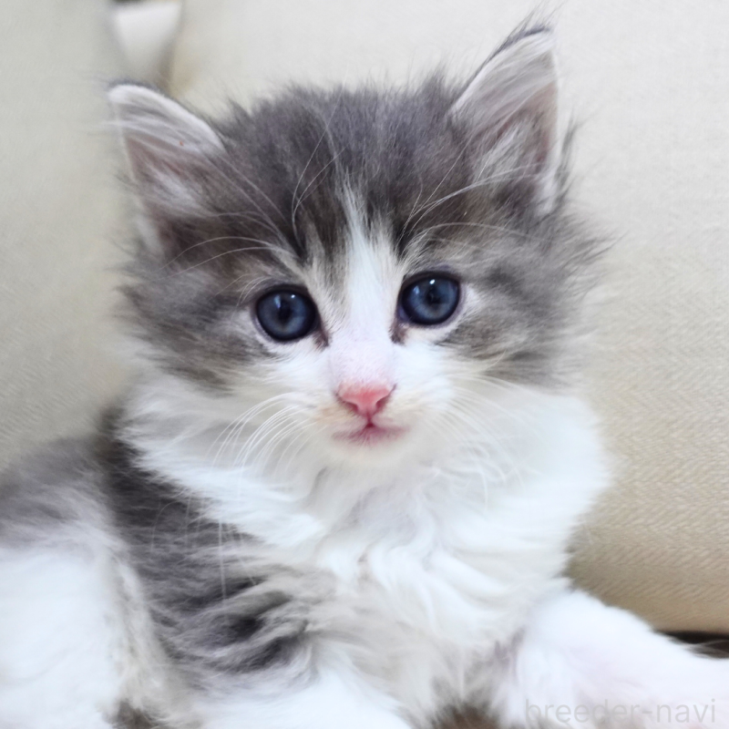 販売中の神奈川県のノルウェージャンフォレストキャット-131994の8枚目