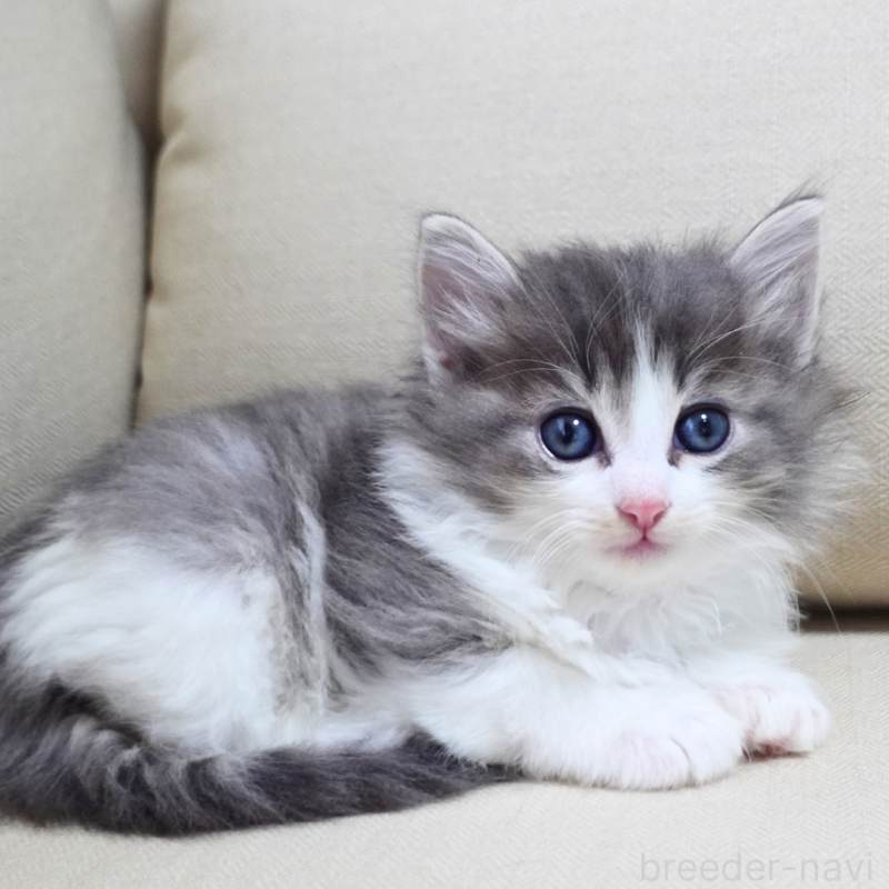 販売中の神奈川県のノルウェージャンフォレストキャット-131994の7枚目