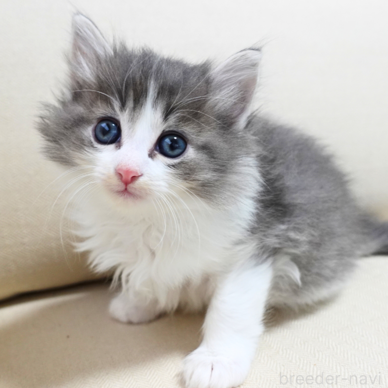 販売中の神奈川県のノルウェージャンフォレストキャット-131994の6枚目