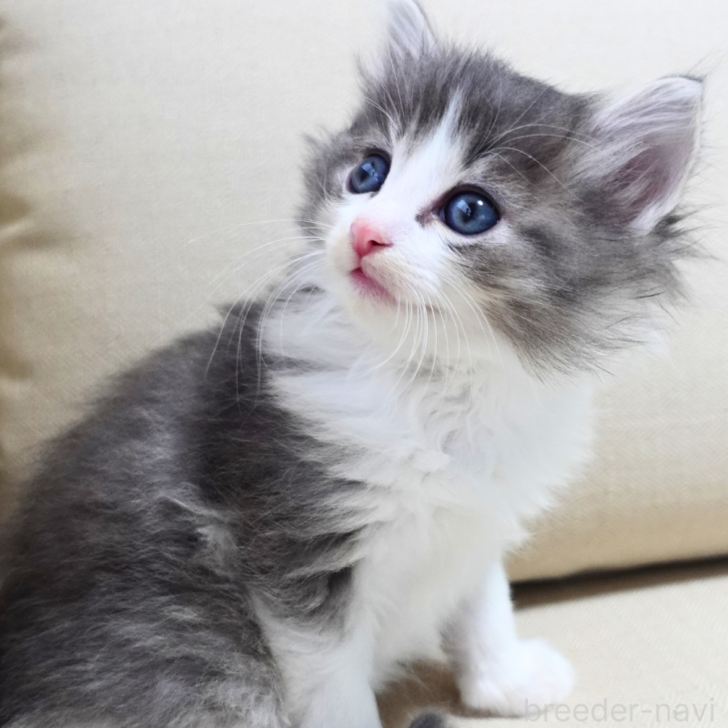 販売中の神奈川県のノルウェージャンフォレストキャット-131994の5枚目