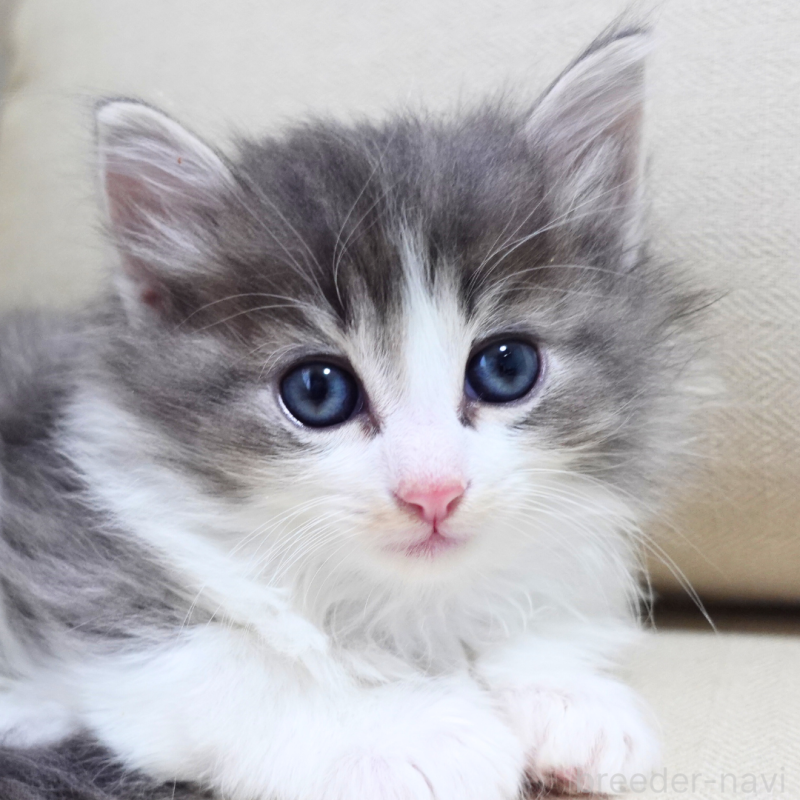 販売中の神奈川県のノルウェージャンフォレストキャット-131994の4枚目