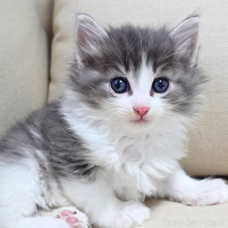 販売中の神奈川県のノルウェージャンフォレストキャット-131994の3枚目