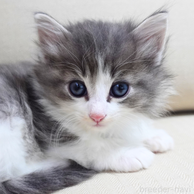 販売中の神奈川県のノルウェージャンフォレストキャット-131994の2枚目