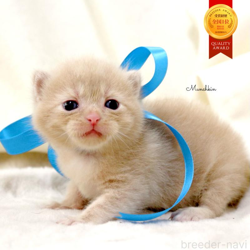 販売中の栃木県のマンチカン-131995の1枚目