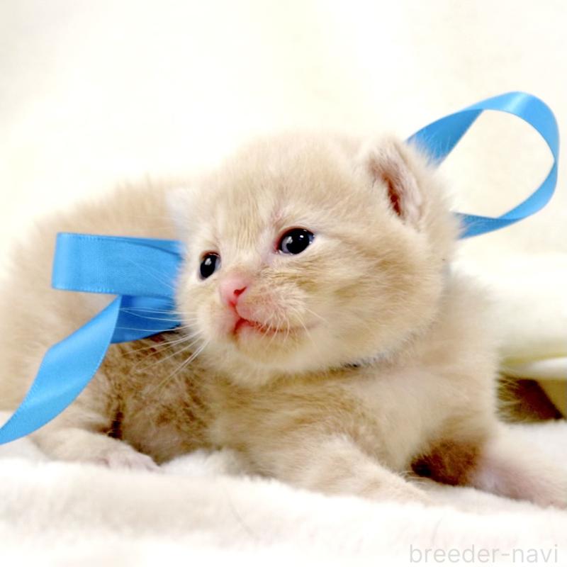 販売中の栃木県のマンチカン-131995の10枚目