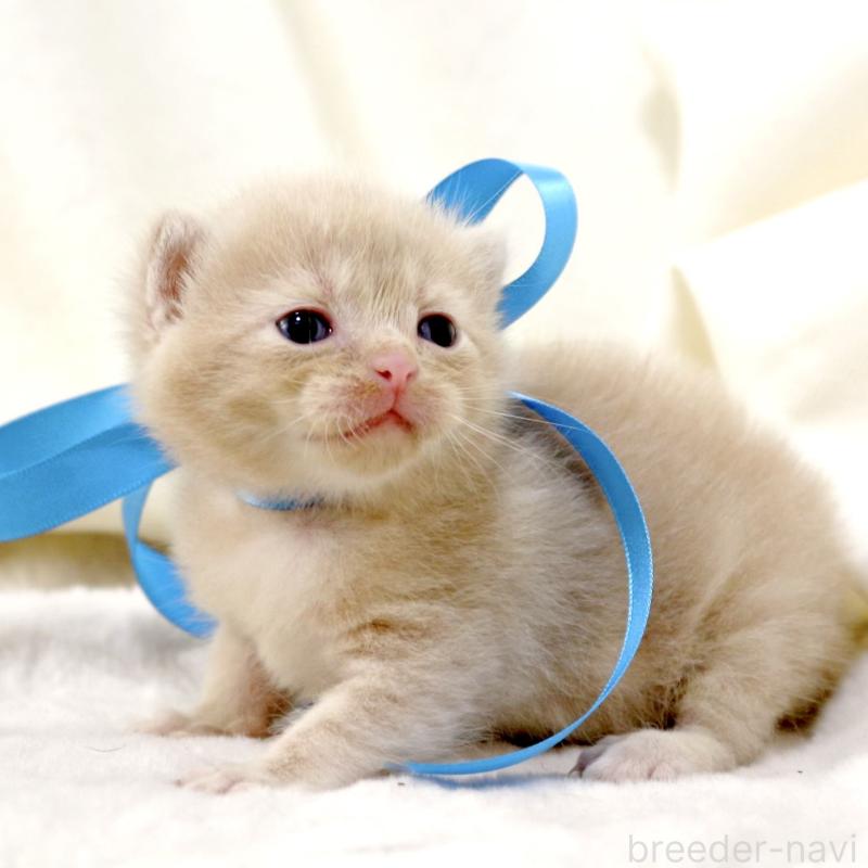 販売中の栃木県のマンチカン-131995の9枚目