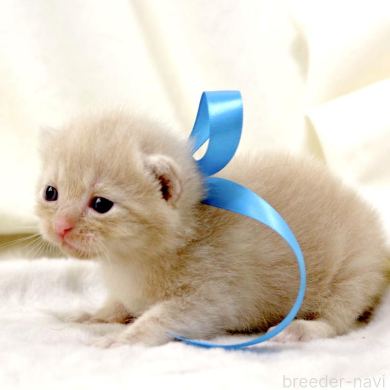 販売中の栃木県のマンチカン-131995の8枚目