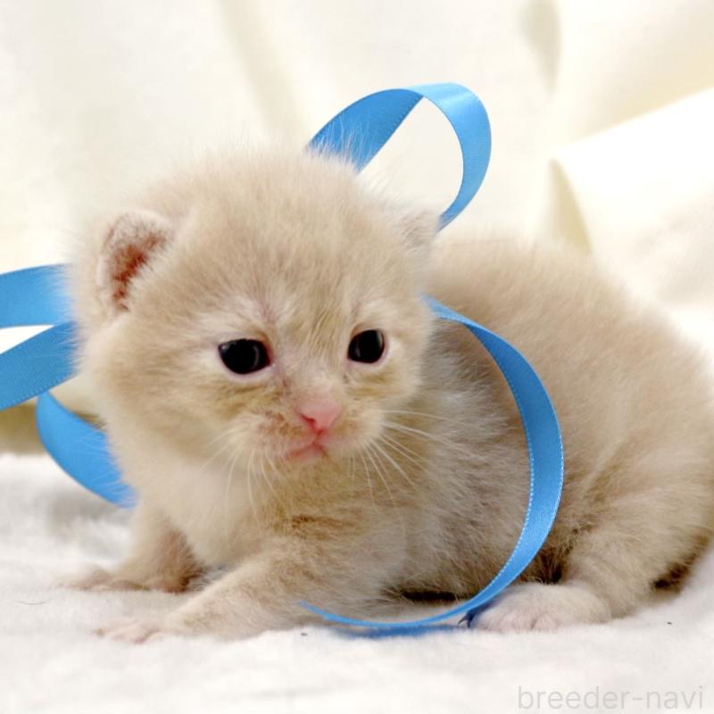 販売中の栃木県のマンチカン-131995の7枚目