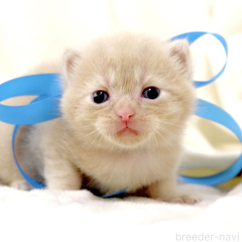 販売中の栃木県のマンチカン-131995の6枚目