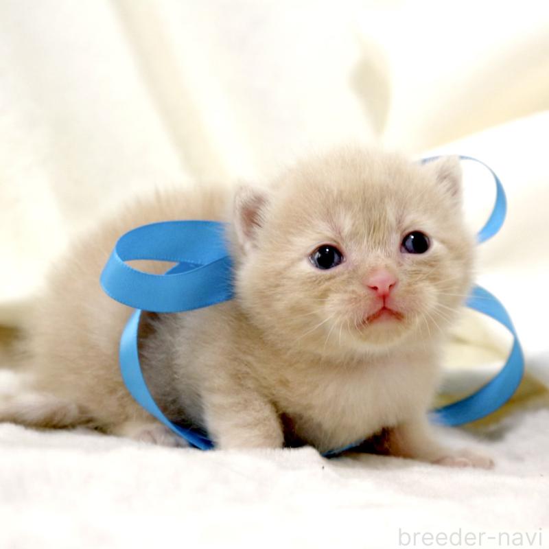 販売中の栃木県のマンチカン-131995の5枚目