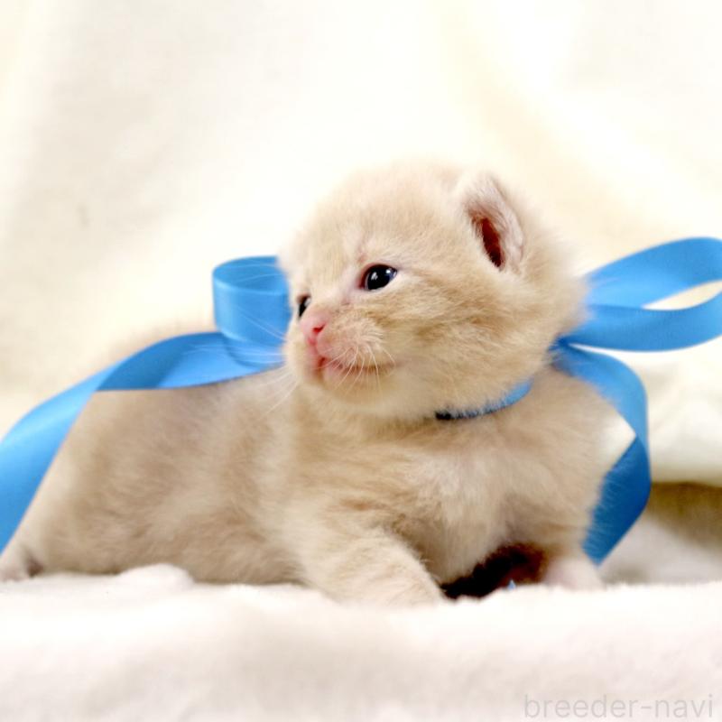 販売中の栃木県のマンチカン-131995の4枚目