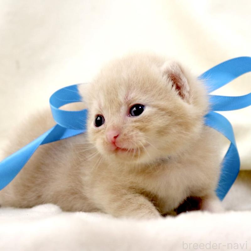 販売中の栃木県のマンチカン-131995の3枚目