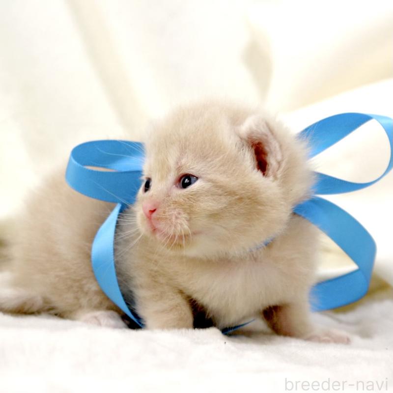 販売中の栃木県のマンチカン-131995の2枚目