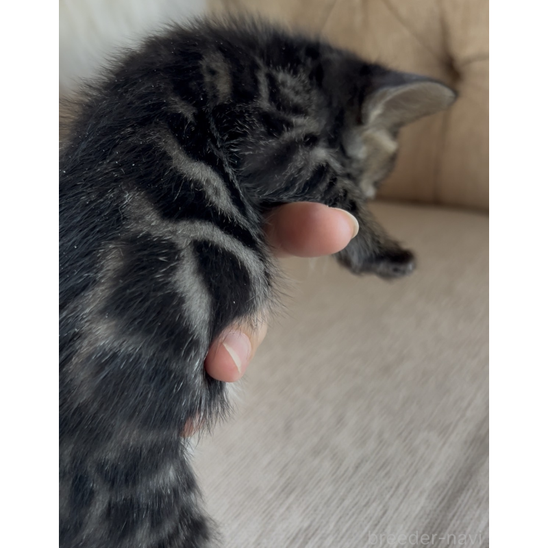 販売中の群馬県のベンガル-131996の5枚目