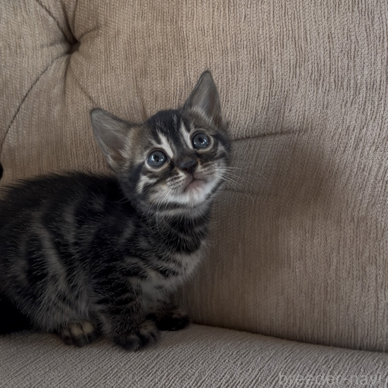 販売中の群馬県のベンガル-131996の4枚目