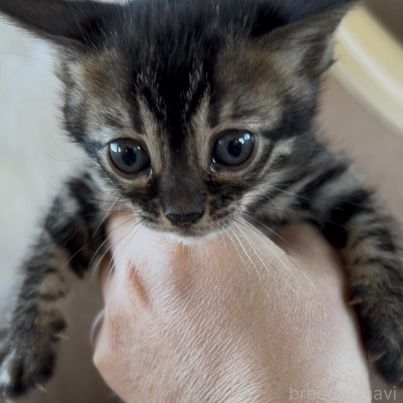 販売中の群馬県のベンガル-131996の3枚目